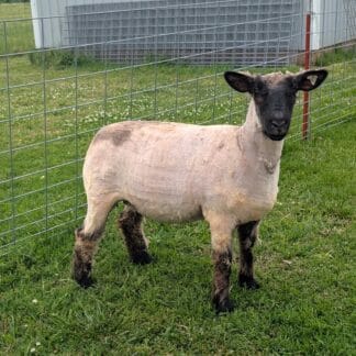 1048 Mature Ewe (Warpath's Grand Mother) - Click Pic for more info