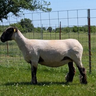 1954 Mature Ewe - Click pic for more info