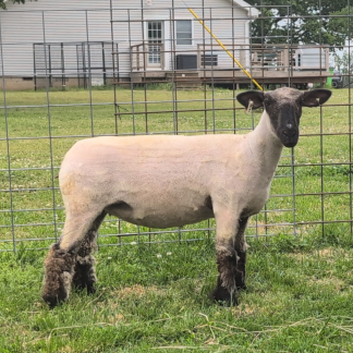 2196 Below Zero Ewe - Click pic for more