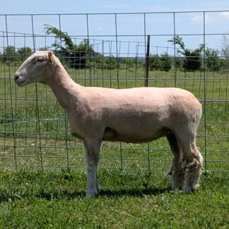 2228 Registered Dorset Ewe - Click pic for more info