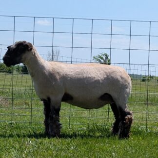 22626 Goodwin Mature Ewe - Click pic for more info