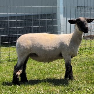 2282 Mature Ewe - Click pic for more