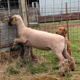 2297 Canseco Yearling Ewe - Click pic for more