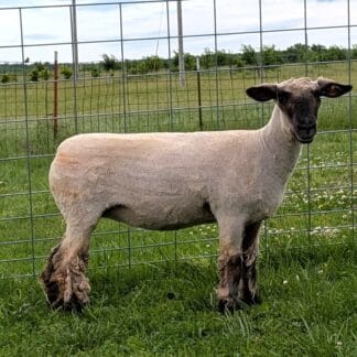 2304 Mature Ewe (Half sib to MacArthur & Iron Side) - Click pic for more info