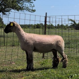 2315 Mature Ewe - Click pic for more info