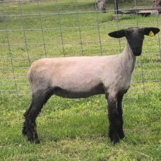2344 Natural Yearling - Click pic for more
