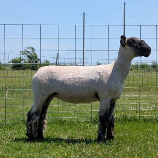 2376 Yearling Ewe- Click pic for more